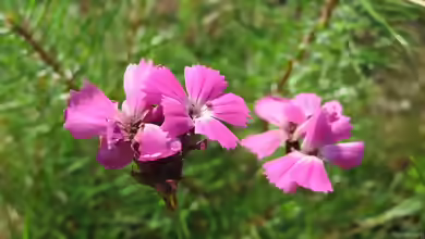 Dianthus carthusianorum im Garten pflanzen