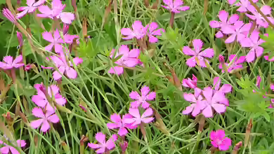 Dianthus deltoides im Garten pflanzen