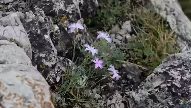 Dianthus plumarius im Garten pflanzen