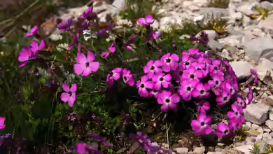 Dianthus sylvestris im Garten pflanzen