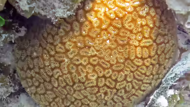 Dichocoenia stokesii im Aquarium halten