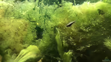 Dicke Fische!