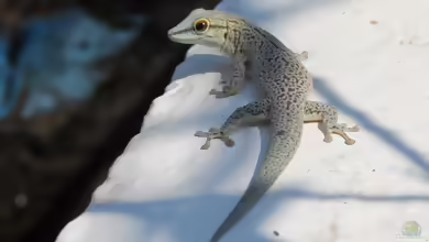 Dickschwanz-Taggecko: Phelsuma mutabilis im Terrarium halten