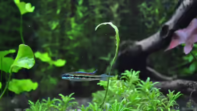 Dicrossus maculatus im Aquarium halten