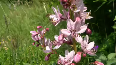 Dictamnus albus im Garten pflanzen
