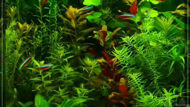 Didiplis diandra im Aquarium