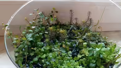 Die 10 am besten geeigneten Pflanzen und Dekos für den Flaschengarten