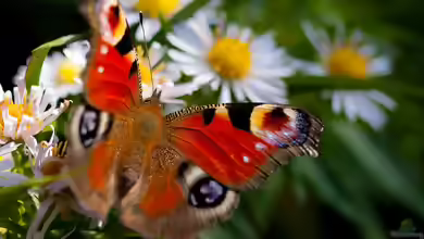 Die 3 einfachsten Maßnahmen für einen schmetterlingsfreundlichen Garten