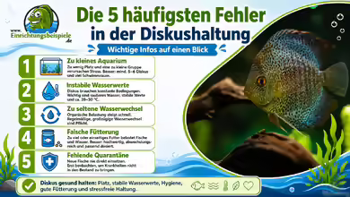 Die 5 häufigsten Fehler in der Diskushaltung