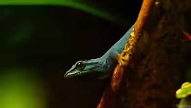 Die andere Seite , das Waldterrarium !