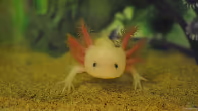 Die Axolotlpest erkennen und behandeln