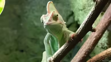 Die Bedeutung der richtigen Temperatur und Luftfeuchtigkeit im Terrarium