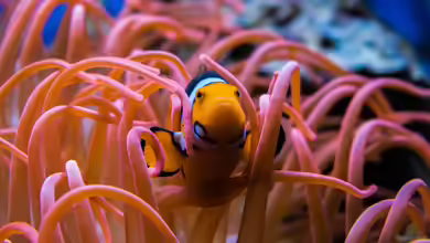 Die bekanntesten Symbiosen im Aquarium