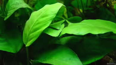 Die beliebtesten Aufsitzerpflanzen für dein Aquarium