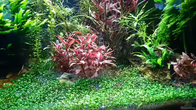 Die beliebtesten Bodendeckerpflanzen für das Aquarium