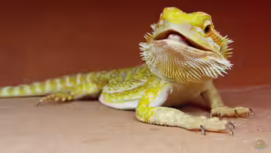 Die beliebtesten Reptilien für ein Wüstenterrarium