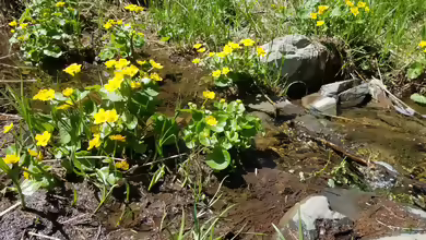 Die beliebtesten Sumpfpflanzen für den Gartenteich