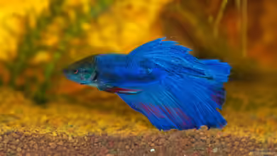 Die buntesten Zierfische für dein Aquarium