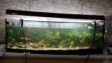 Die Einlaufphase eines Aquariums: Ist ein Wasserwechsel erforderlich?