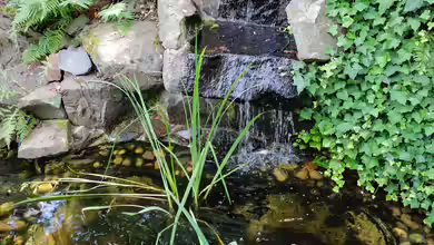 Die ersten Reinigungsmaßnahmen am Teich