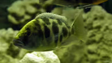 Die faszinierende Chemie im Aquarium: Natriumhydroxid und seine Auswirkungen auf aquatische Lebensräume