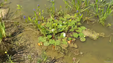 Die Flachwasserzone im Teich: Bedeutung, Gestaltung und Pflege