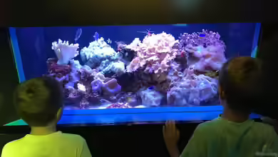 Die Fragen der Kinder zum Aquarium