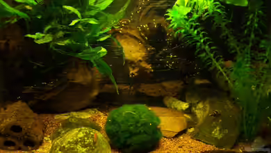 Die Garnelenhöhle von Schratze