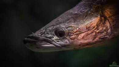 Die Gattung Arapaima – Giganten der südamerikanischen Süßwasserwelten