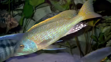 Die Gattung Buccochromis - Große Räuber aus dem Malawisee