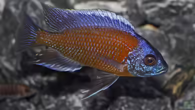 Die Gattung Copadichromis - Buntbarsche aus dem Malawisee