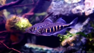 Die Gattung Devario - lebhafte Bärblinge für geräumige Aquarien