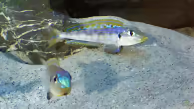 Die Gattung Enantiopus: elegante Sandcichliden aus dem Tanganjikasee