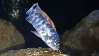 Die Gattung Labeotropheus: Charakterstarke Mbuna aus dem Malawisee