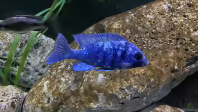 Die Gattung Placidochromis: Ruhige Schönheiten aus dem Malawisee für große Aquarien