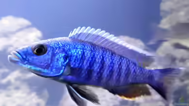 Die Gattung Sciaenochromis - Buntbarsche aus dem Malawisee