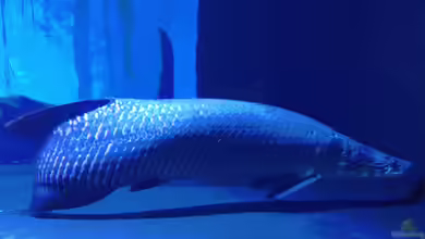 Die Giganten des Aquariums: Tropische Raubfische, die nur in großzügigen Becken gedeihen!