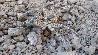 Die größten Taranteln der Welt - Faszination, Fakten und Haltung in der Terraristik