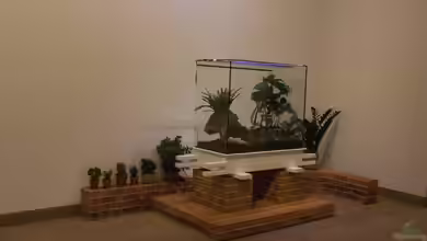 Die Grundreinigung deines Terrariums: Ein Leitfaden