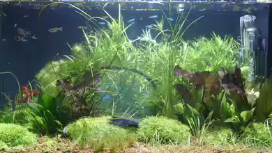 Die häufigsten Missverständnisse in der Aquaristik
