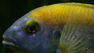 Die häufigsten Parasiten im Aquarium