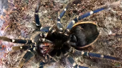 Die Häutung meiner Vogelspinne