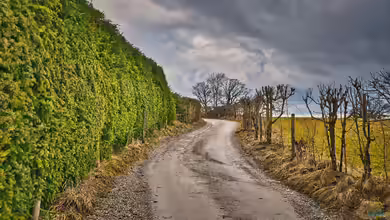 Die Hecke winterfest machen - Der große Gartenratgeber für Herbst und Winter