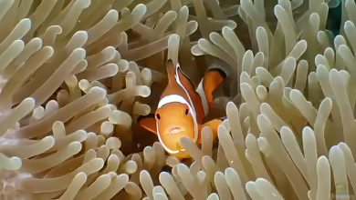 Die Herausforderung der Nachzucht von Meerwasserzierfischen