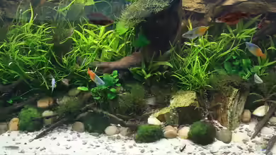 Die Insel von Marcel Reiter