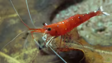 Die Kardinalsgarnele eine Schönheit im Sü??wasser