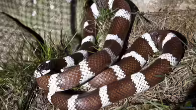 Die Königsnattern der Gattung Lampropeltis: Meister der Tarnung und Eleganz