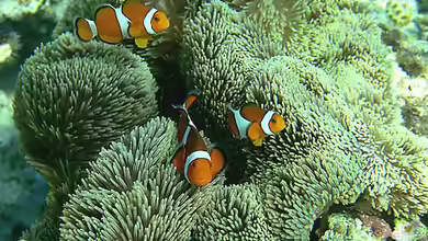 Die Kunst der Annemonenfischhaltung: Wie man ein Meerwasseraquarium optimal einrichtet