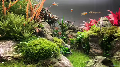 Die Kunst der Farbgestaltung im Aquarium: Welche Farben sind geeignet?