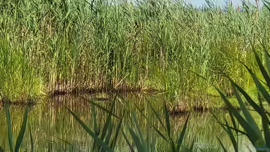 Die Kunst des Sichtschutzes am Gartenteich: Stauden, die Ihre Privatsphäre und Schönheit garantieren